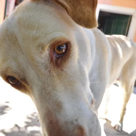 Miranda Haus 公寓式酒店 阿里拉斯