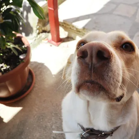 Miranda Haus מלון דירות 3*