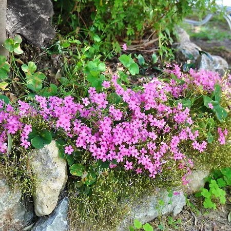 Miranda Haus מלון דירות